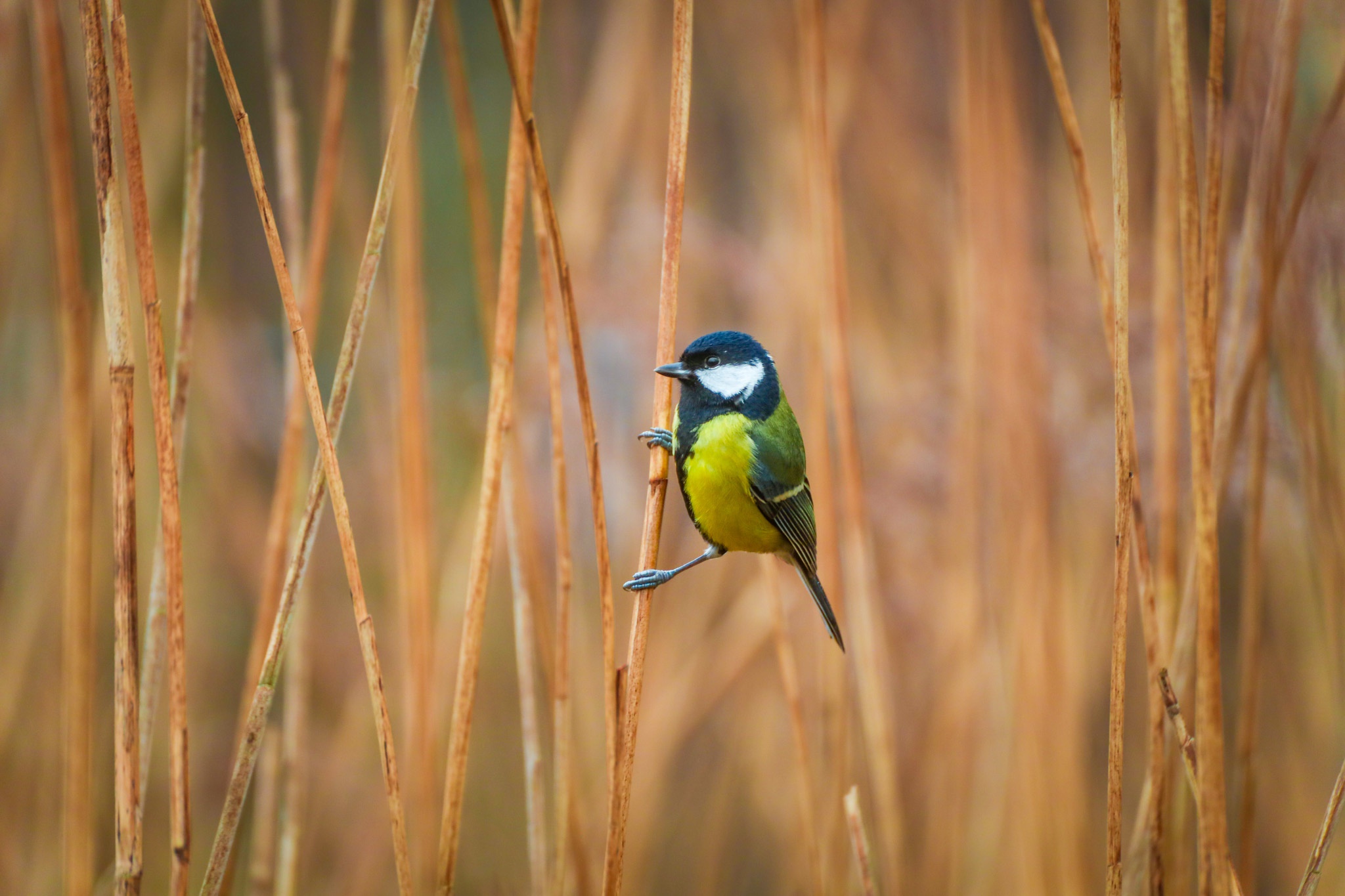 Photography watermark preview on sample photo 1
